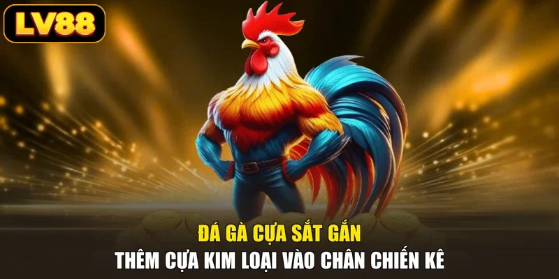 Đá gà cựa sắt gắn thêm cựa kim loại vào chân chiến kê
