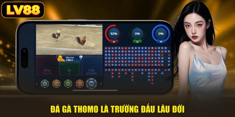 Đá gà Thomo là trường đấu lâu đời