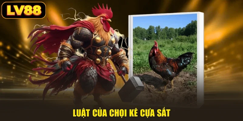 Luật của chọi kê cựa sắt
