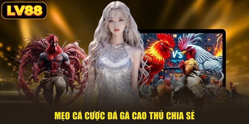 Mẹo cá cược đá gà cao thủ chia sẻ