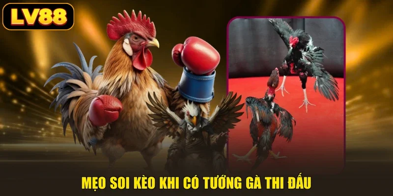 Mẹo soi kèo khi có tướng gà thi đấu